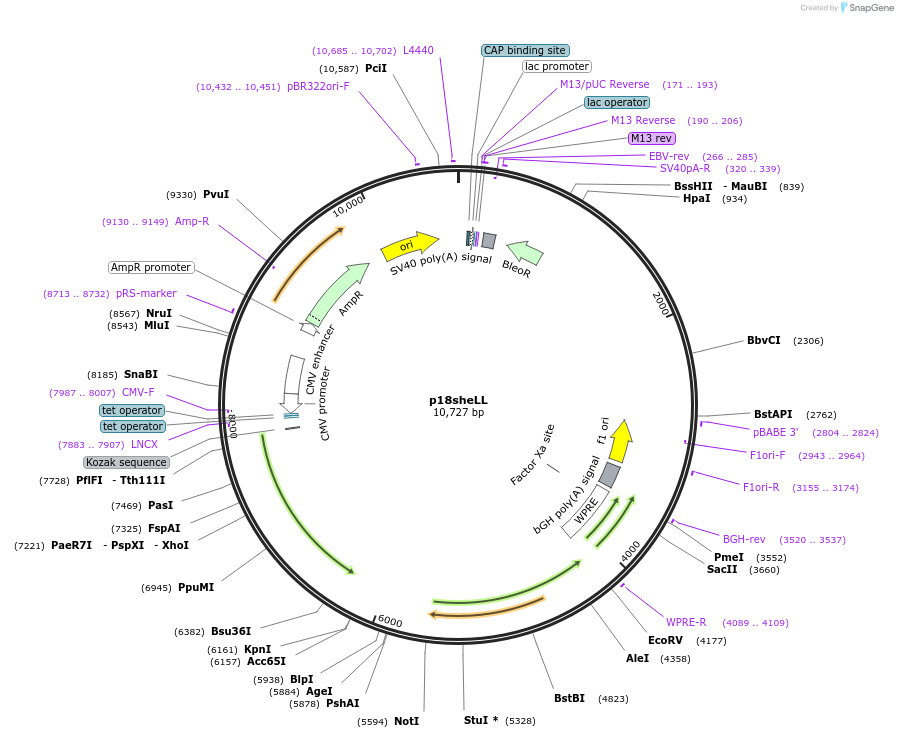 37321-plasmid-map-sequence-id-461251