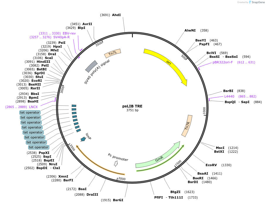 229955-plasmid-map-sequence-id-461253