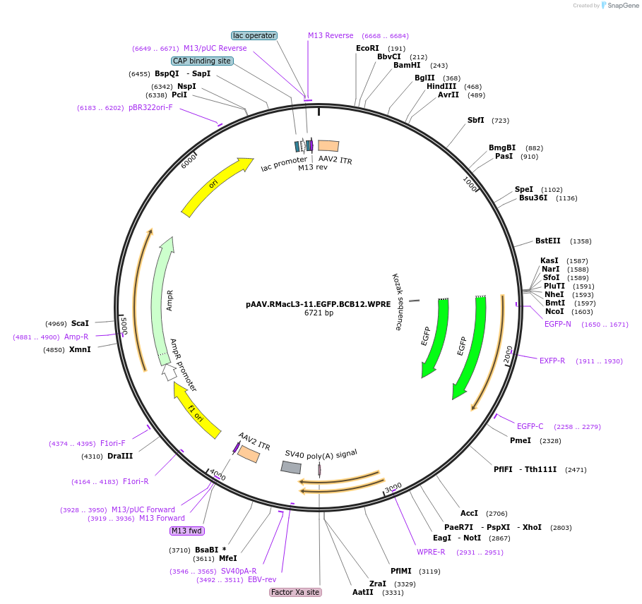 229626-plasmid-map-sequence-id-461255