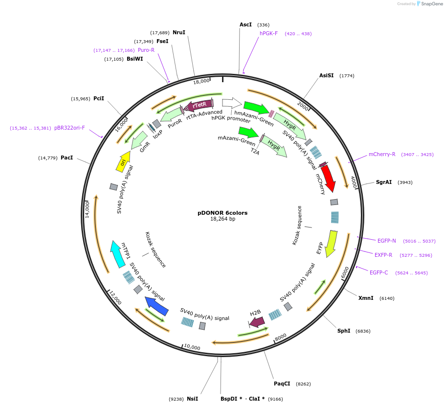 229974-plasmid-map-sequence-id-461259