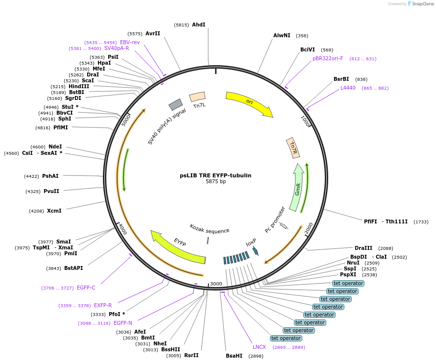 229967-plasmid-map-sequence-id-461260