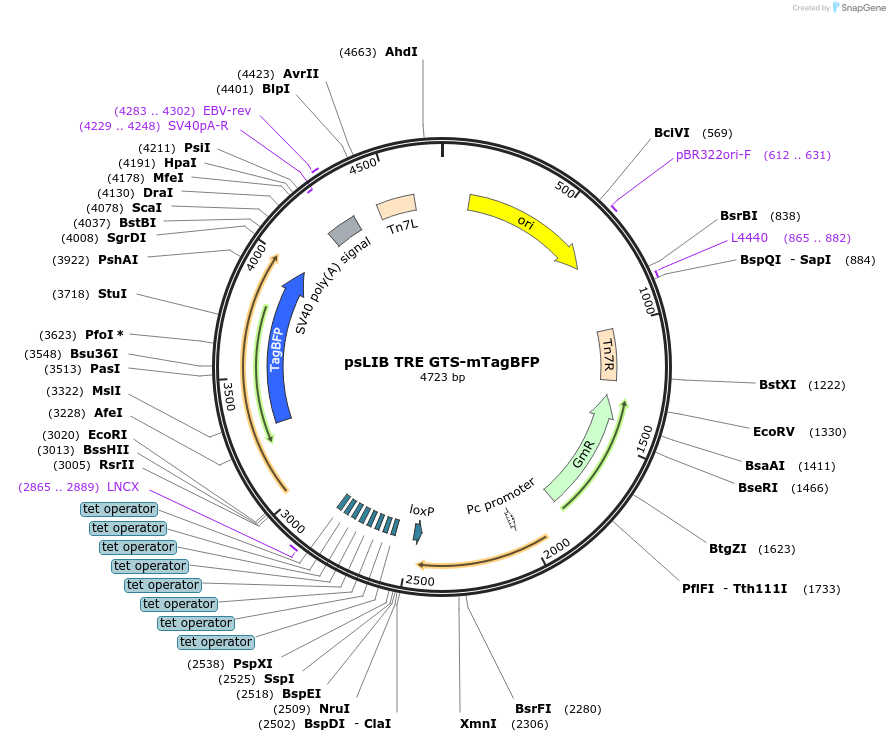 229969-plasmid-map-sequence-id-461262