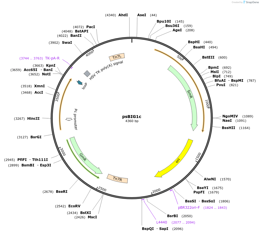 229959-plasmid-map-sequence-id-461263