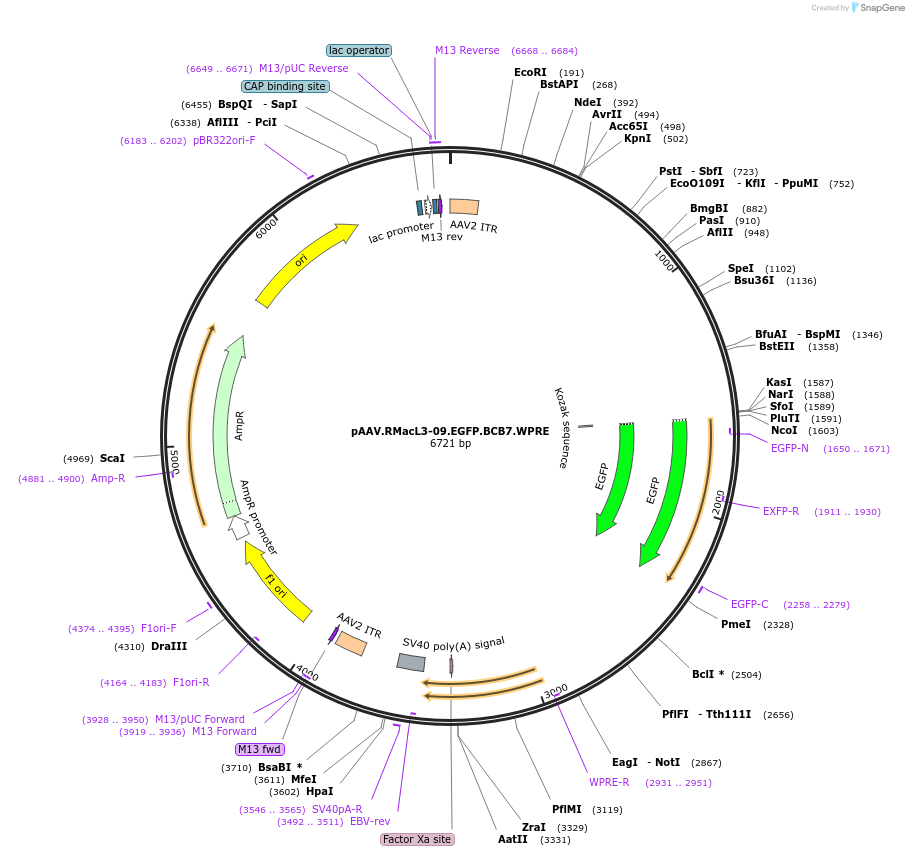 229624-plasmid-map-sequence-id-461265