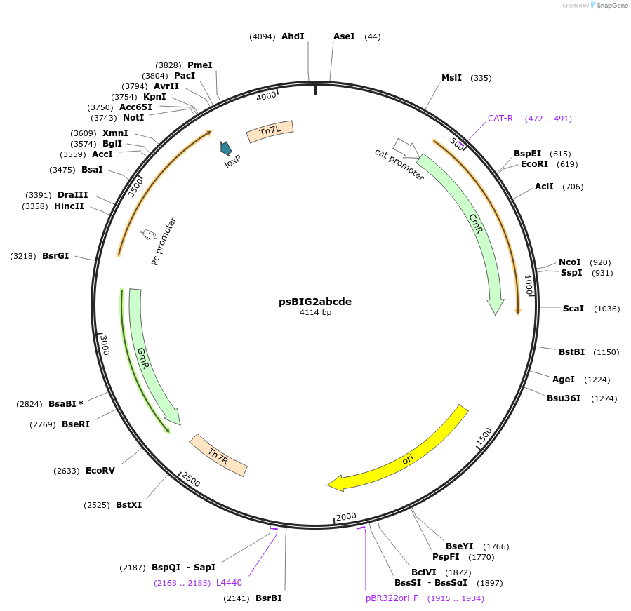 229965-plasmid-map-sequence-id-461268