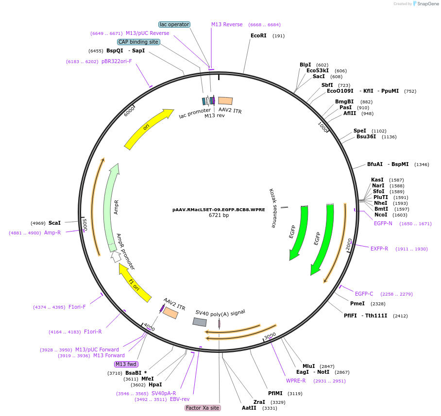 229635-plasmid-map-sequence-id-461271