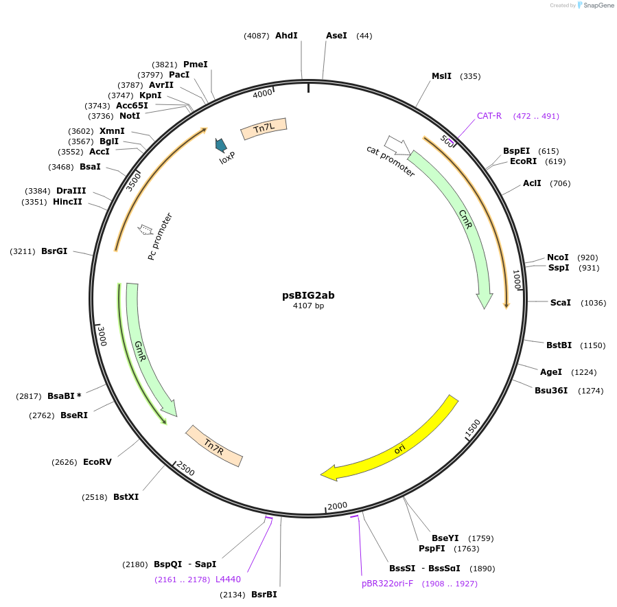 229962-plasmid-map-sequence-id-461276