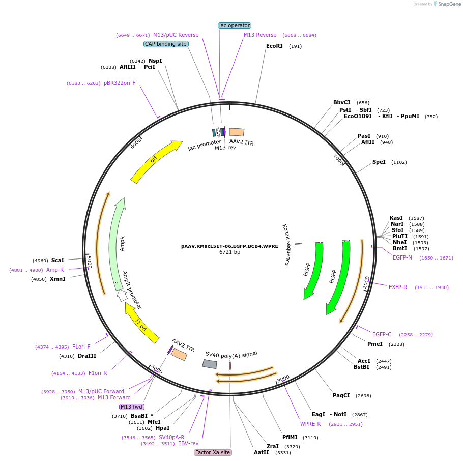 229632-plasmid-map-sequence-id-461277