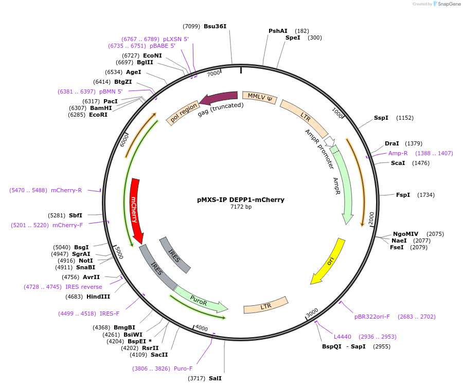 224559-plasmid-map-sequence-id-461281