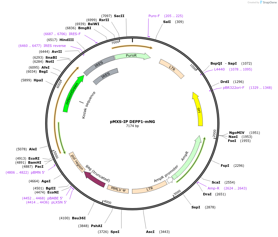 224556-plasmid-map-sequence-id-461301