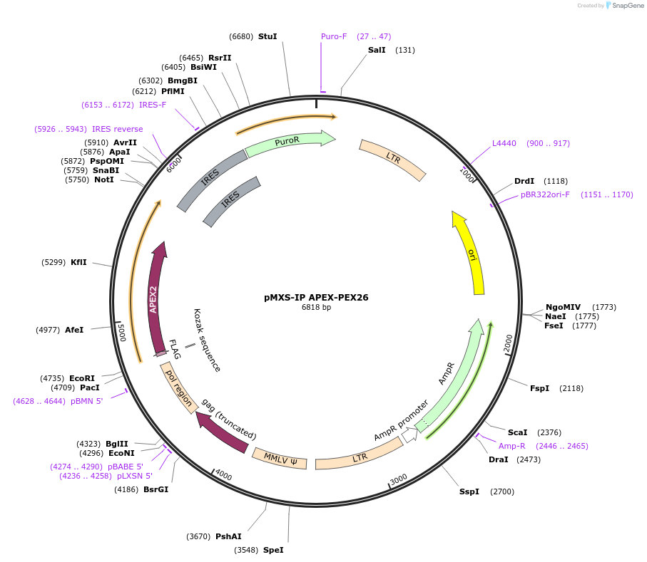 224562-plasmid-map-sequence-id-461302