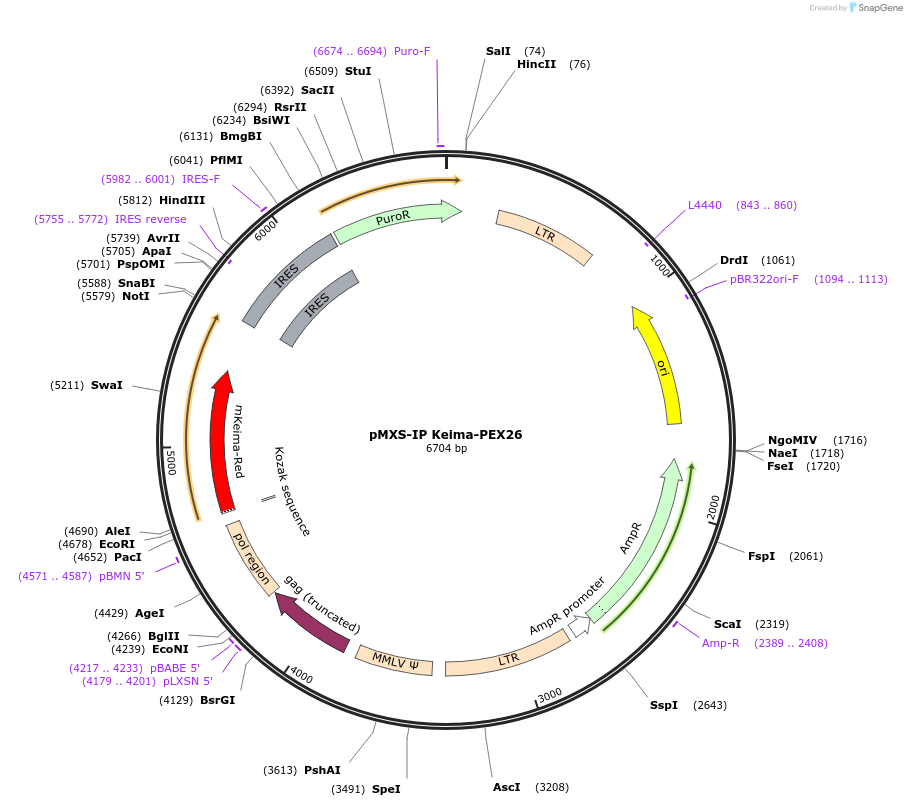 224557-plasmid-map-sequence-id-461303