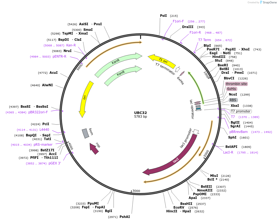 25213-plasmid-map-sequence-id-461309