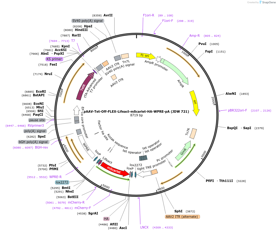 229826-plasmid-map-sequence-id-461312