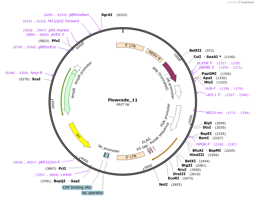 231435-plasmid-map-sequence-id-461329