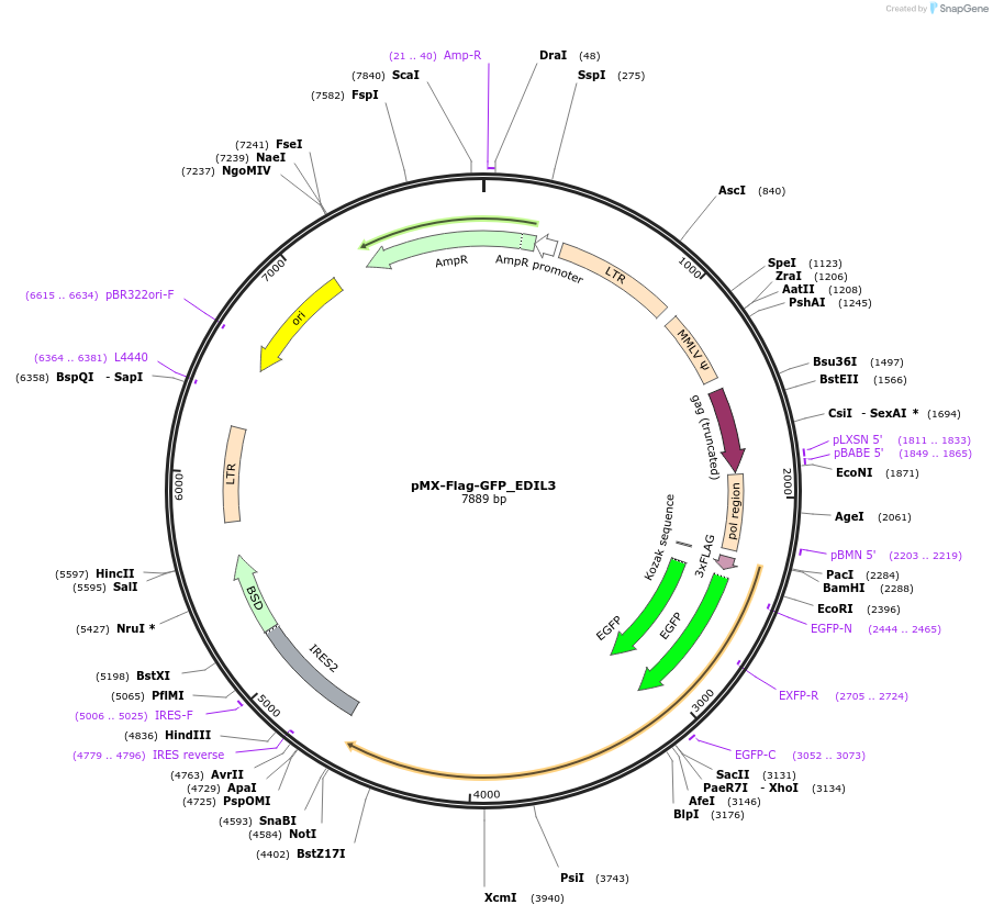 227957-plasmid-map-sequence-id-461332