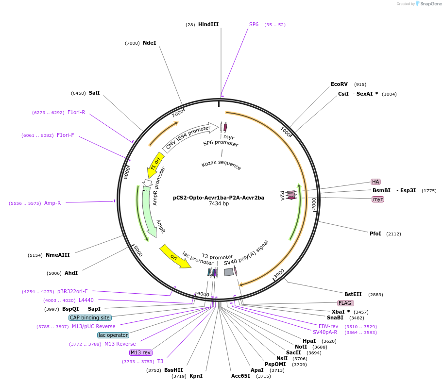 232640-plasmid-map-sequence-id-461338