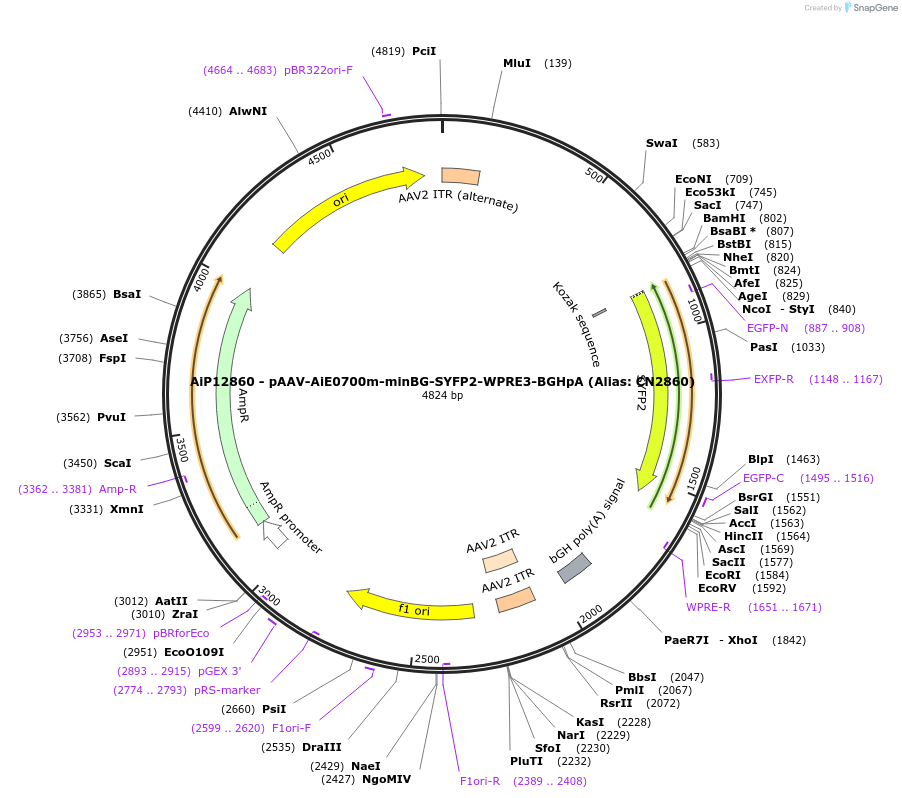 229904-plasmid-map-sequence-id-461346