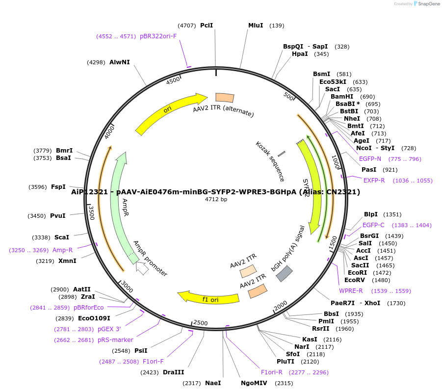 229886-plasmid-map-sequence-id-461347