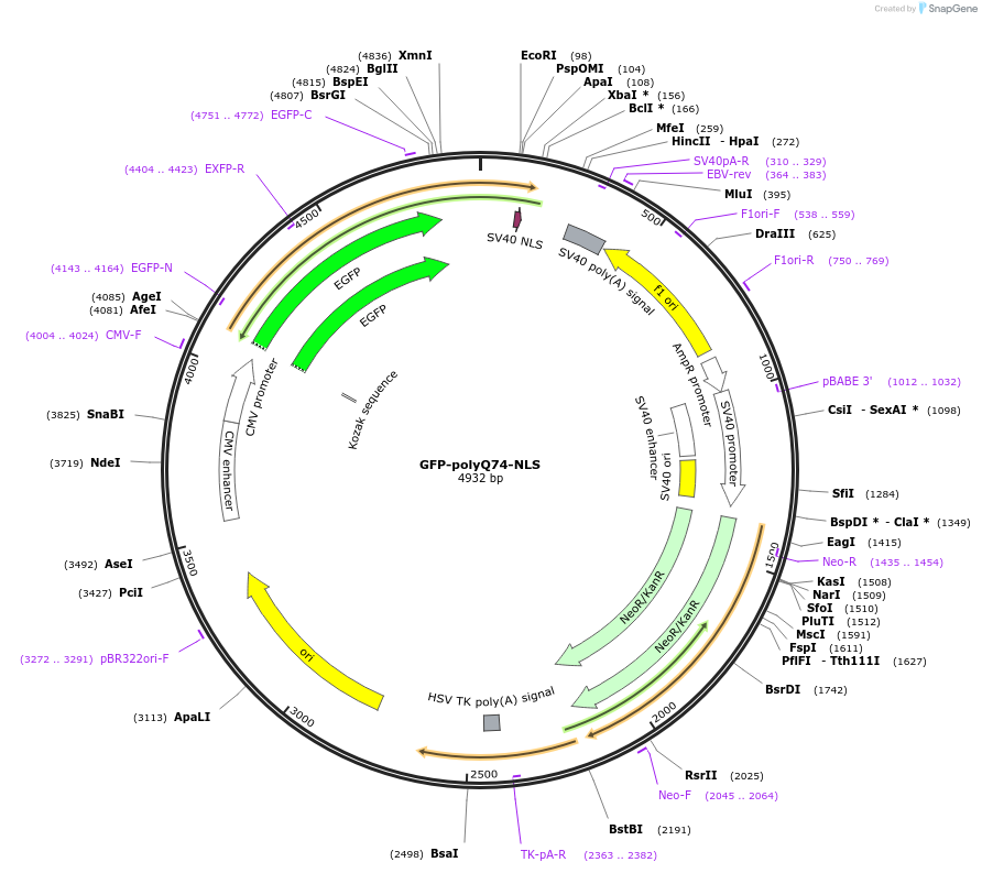 231892-plasmid-map-sequence-id-461348