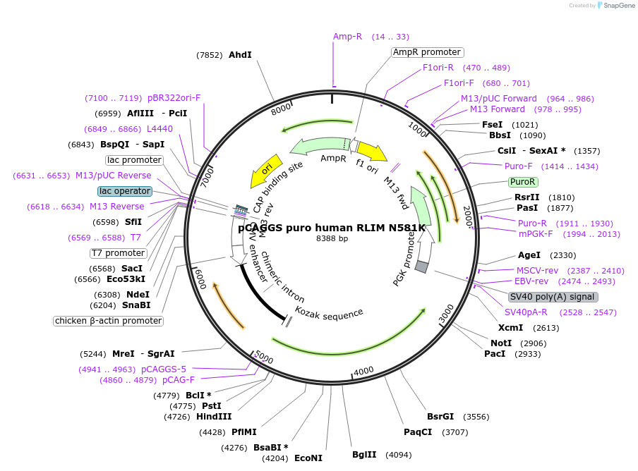 232242-plasmid-map-sequence-id-461397