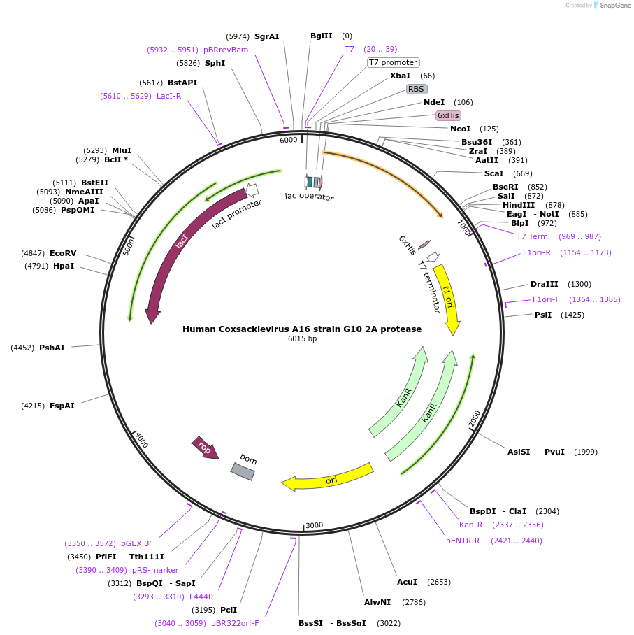 228632-plasmid-map-sequence-id-461401