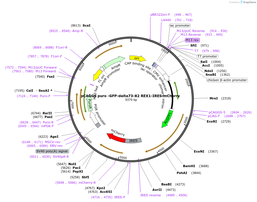 232246-plasmid-map-sequence-id-461403