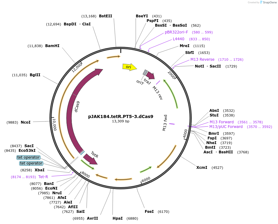 232482-plasmid-map-sequence-id-461406