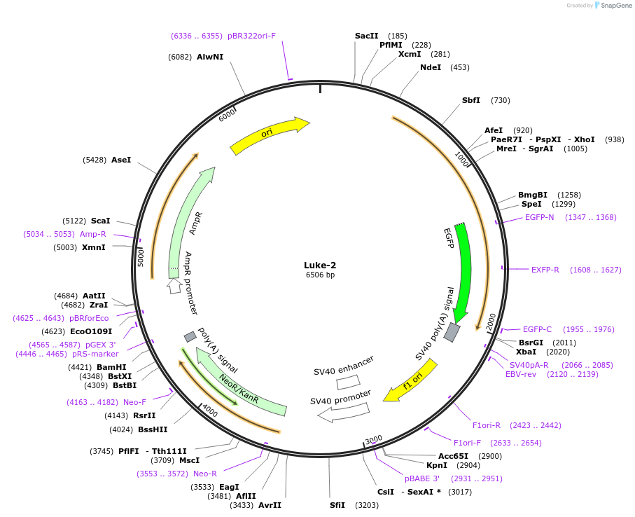 228900-plasmid-map-sequence-id-461438