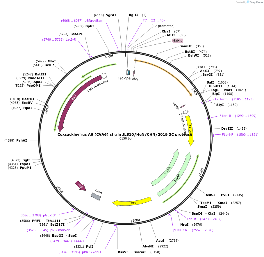 228638-plasmid-map-sequence-id-461441