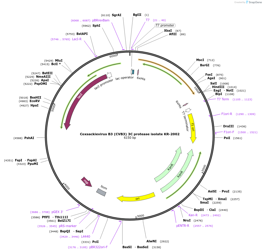 228639-plasmid-map-sequence-id-461443