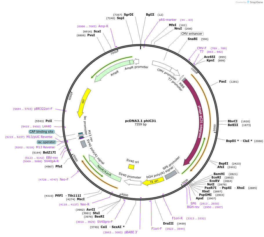 68310-plasmid-map-sequence-id-461446
