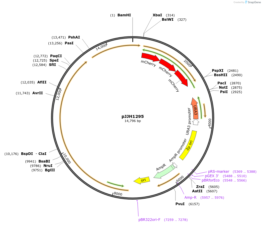 36914-plasmid-map-sequence-id-46150