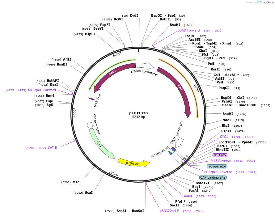 36915-plasmid-map-sequence-id-46151