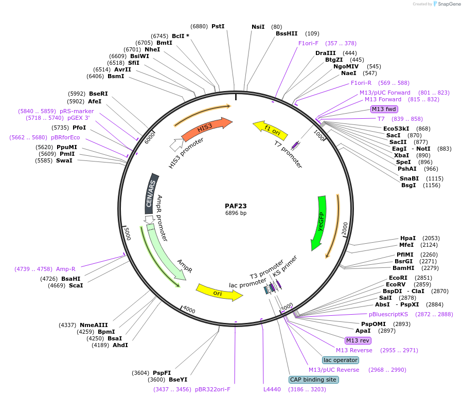 223171-plasmid-map-sequence-id-461544