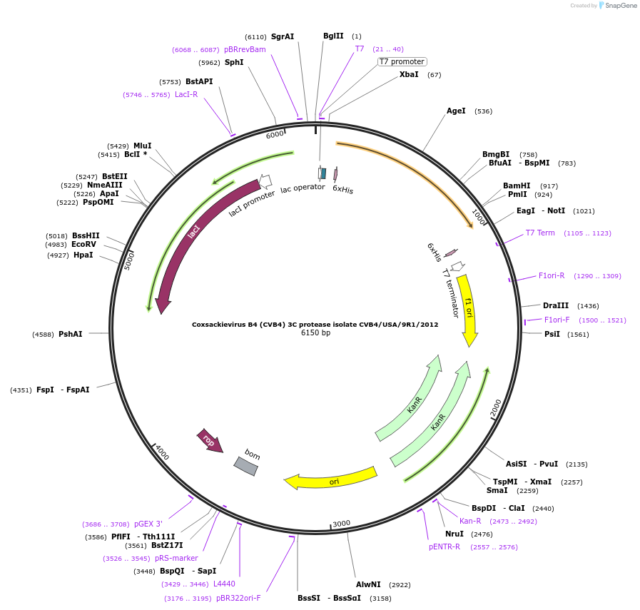 228640-plasmid-map-sequence-id-461545
