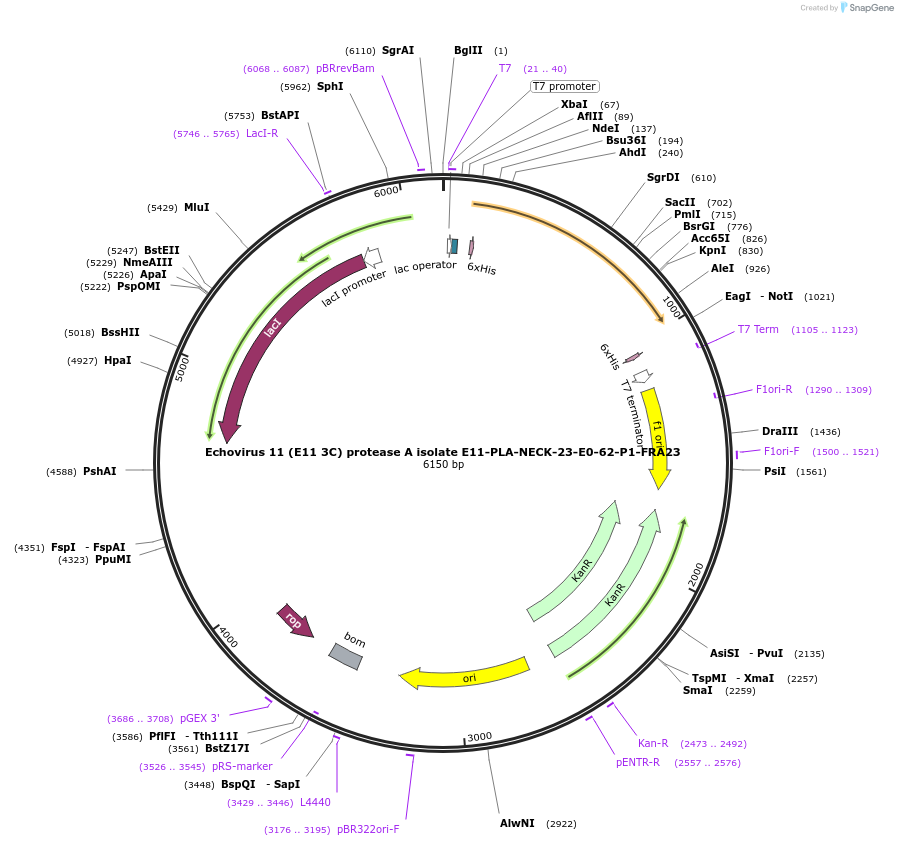 228645-plasmid-map-sequence-id-461553