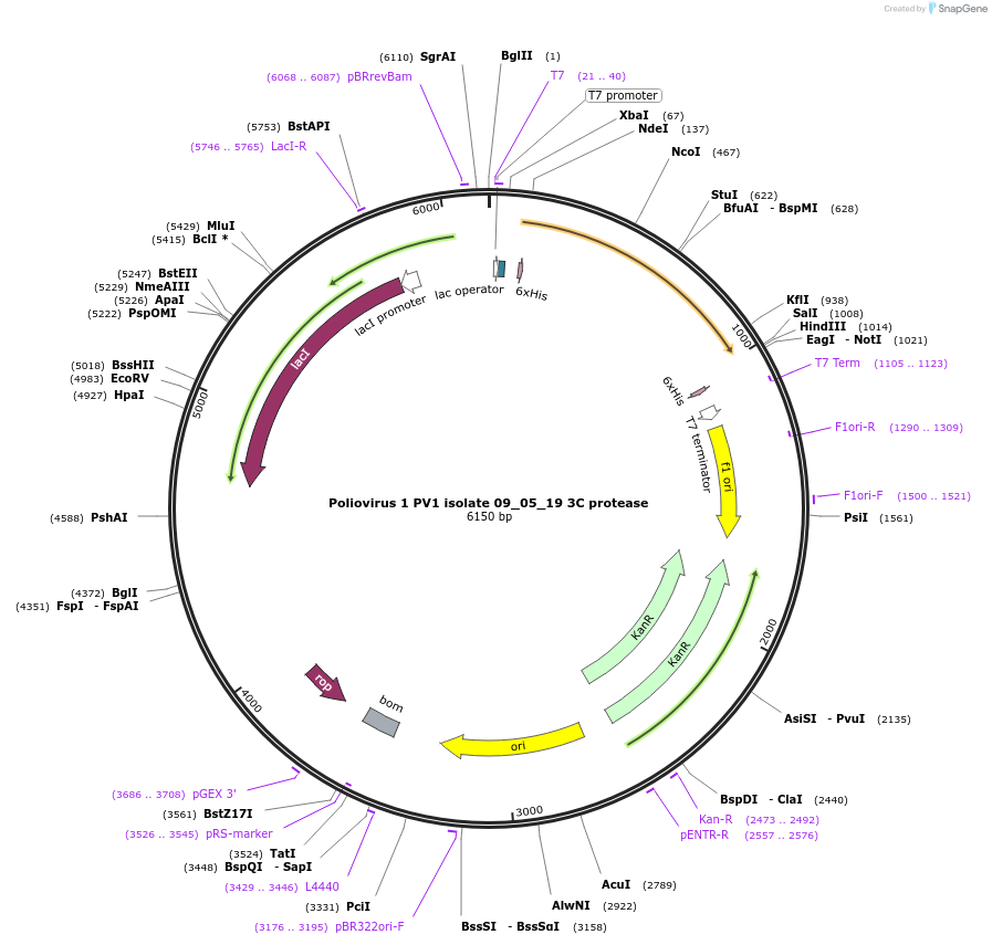 228647-plasmid-map-sequence-id-461558