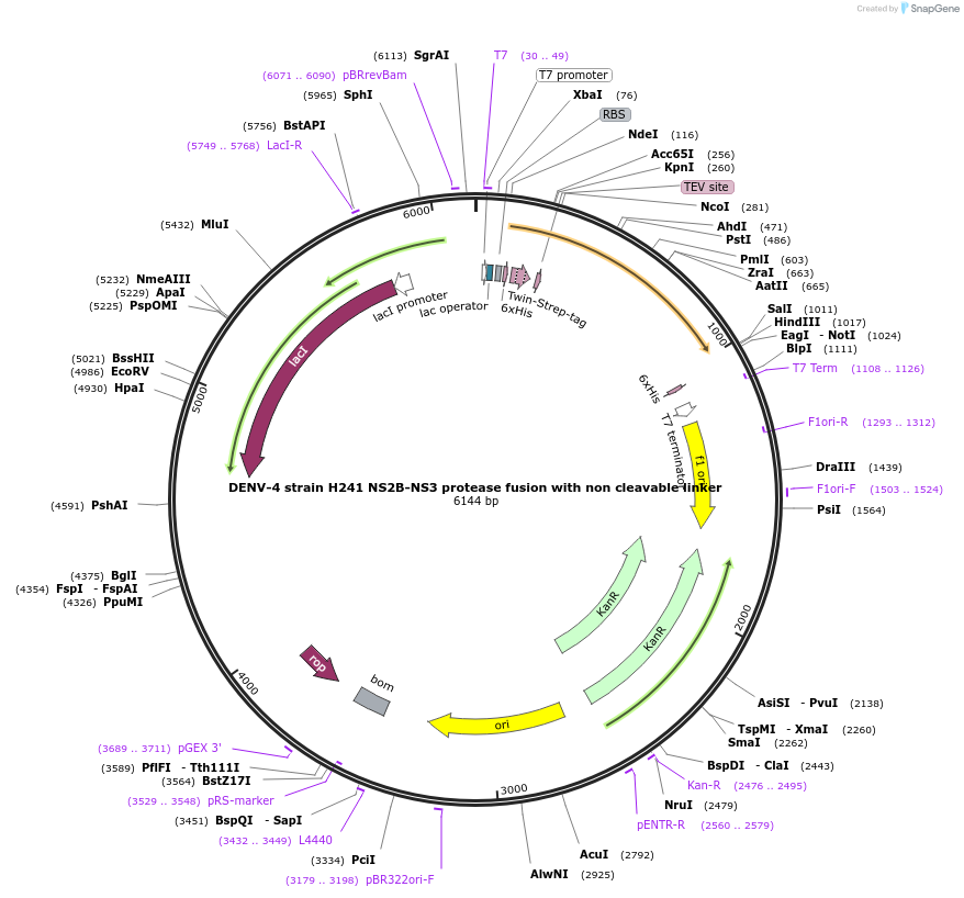 228652-plasmid-map-sequence-id-461564