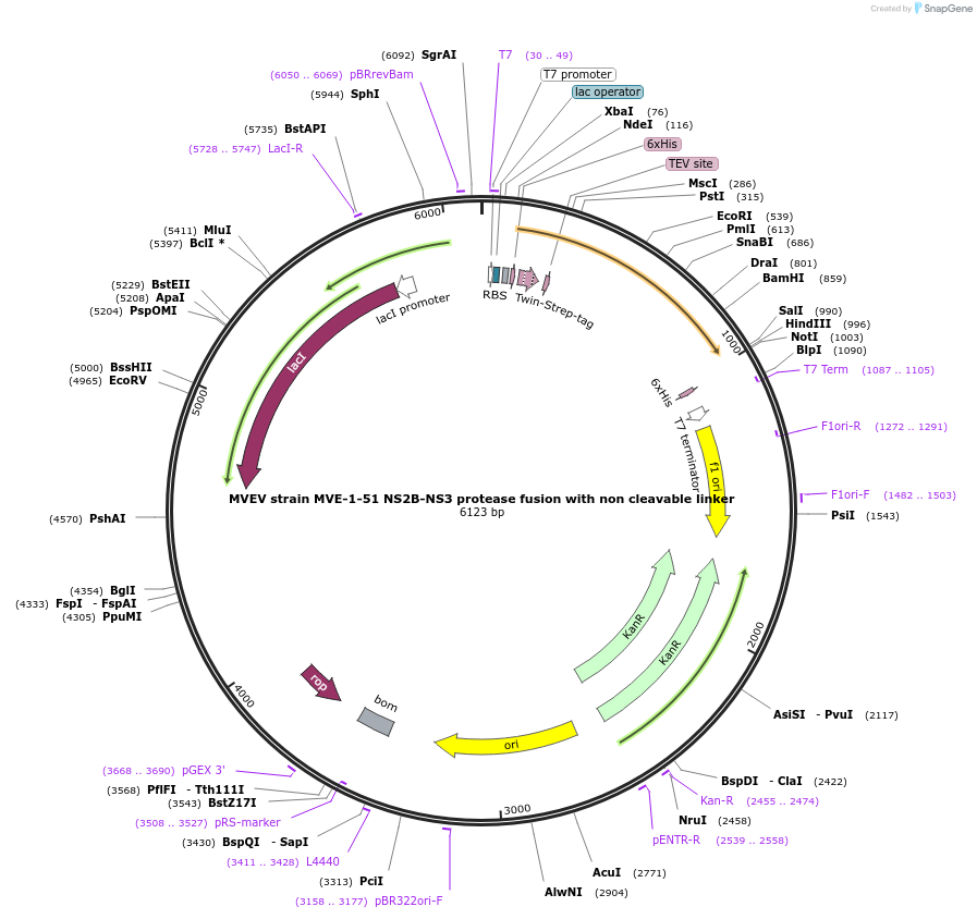 228653-plasmid-map-sequence-id-461565
