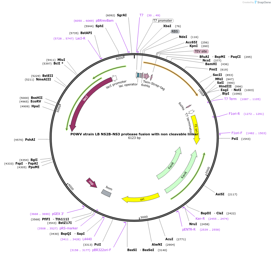 228654-plasmid-map-sequence-id-461566