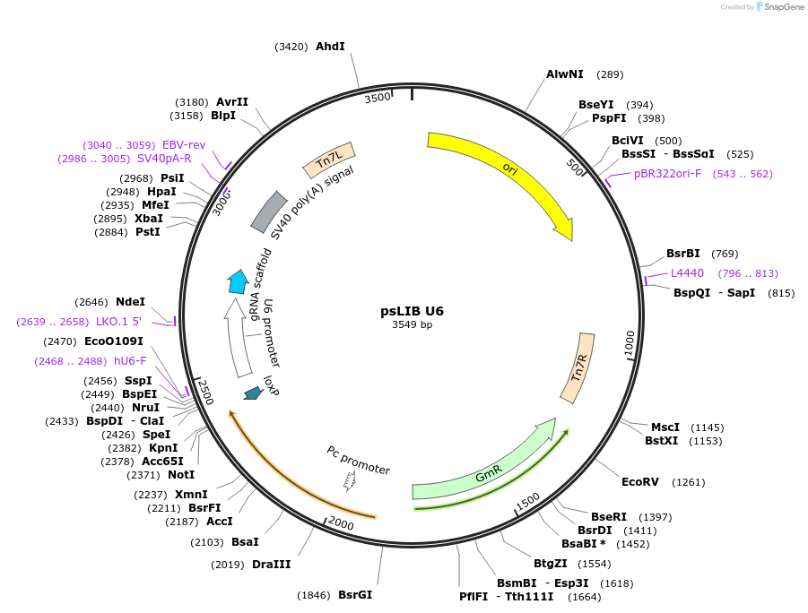 229956-plasmid-map-sequence-id-461573