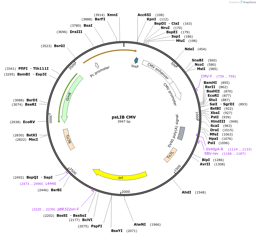 229953-plasmid-map-sequence-id-461575