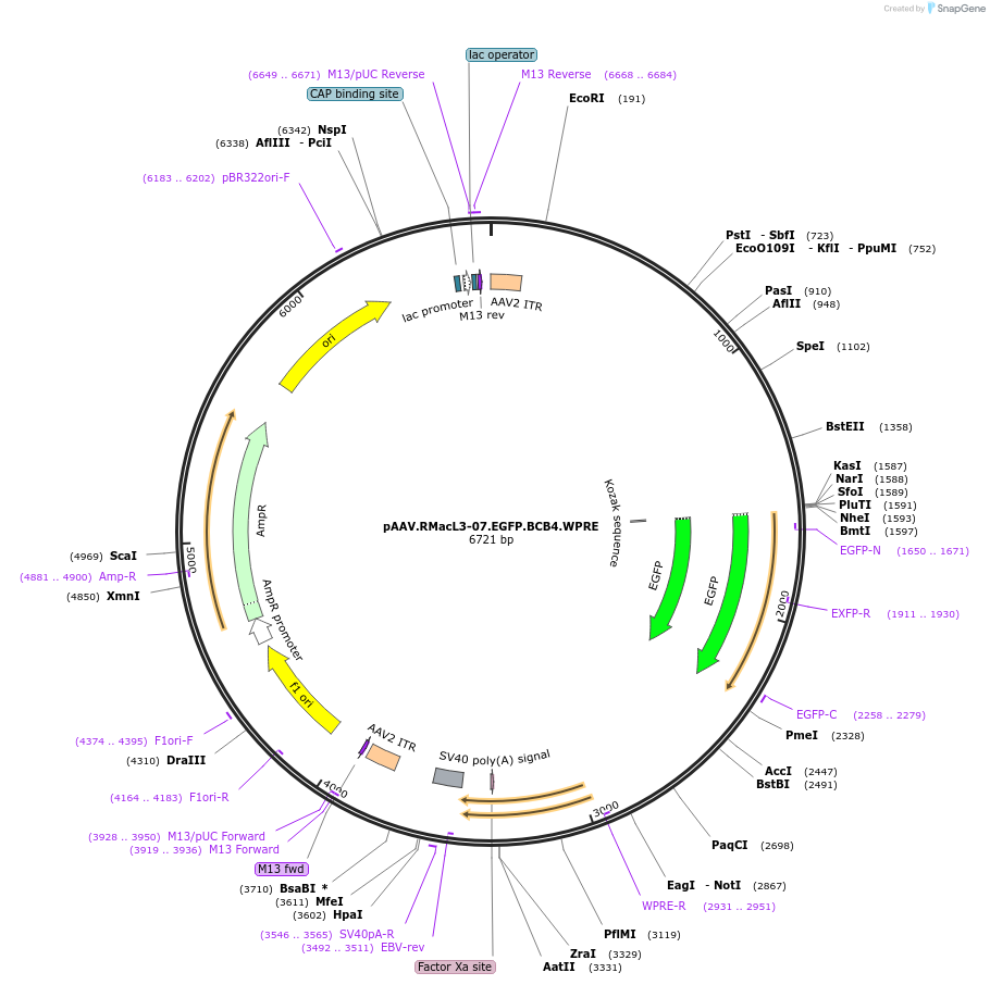229622-plasmid-map-sequence-id-461576