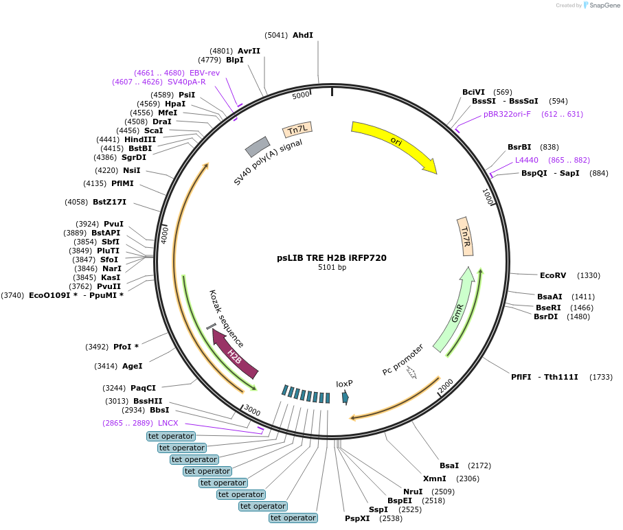 229968-plasmid-map-sequence-id-461577