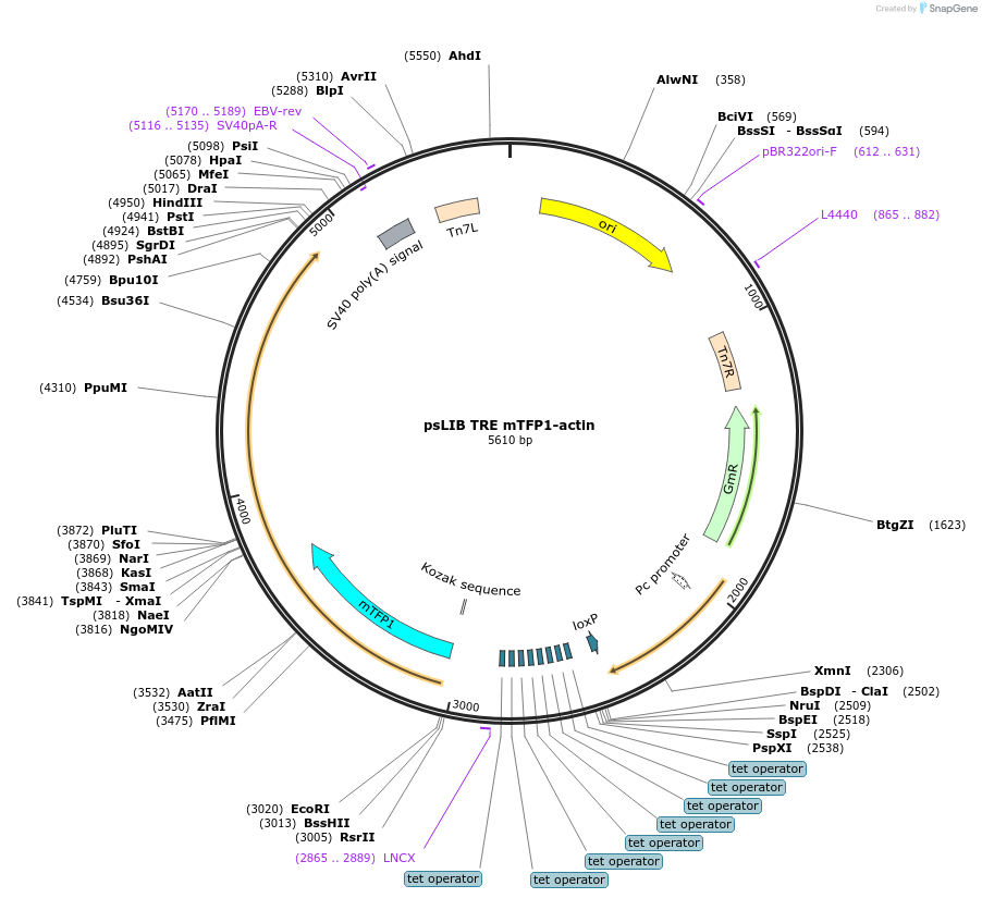 229970-plasmid-map-sequence-id-461578