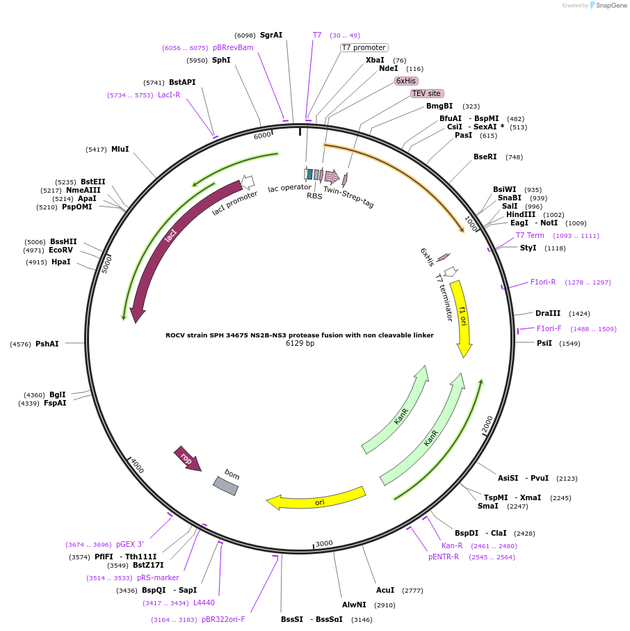 228655-plasmid-map-sequence-id-461580