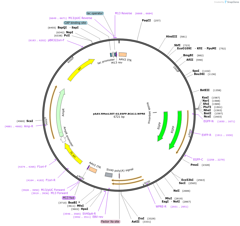 229628-plasmid-map-sequence-id-461581