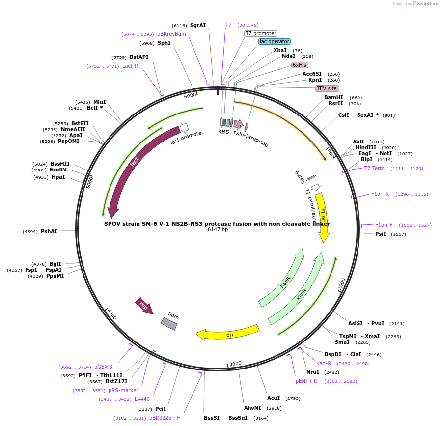 228656-plasmid-map-sequence-id-461582
