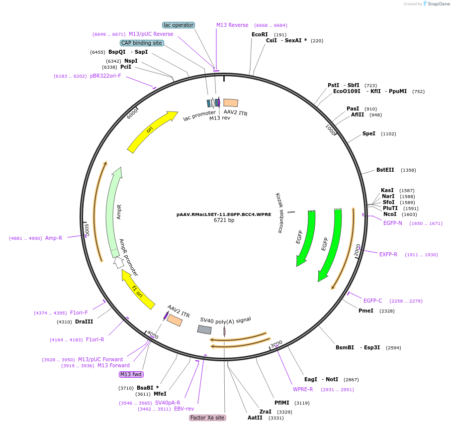 229637-plasmid-map-sequence-id-461583